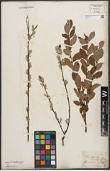 Foto von Salix starkeana Willd.